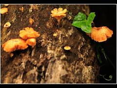 Mushrooms & Leaves Mushrooms & Leaves