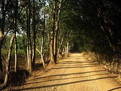 The Narrow Path