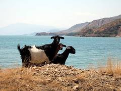 Goats