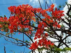 Flamboyant flowers (Delonix regia)