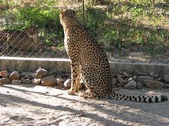 Hoedspruit -Cheetah project