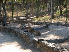 Hoedspruit -Cheetah project