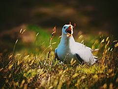 The Seagull on the grass
