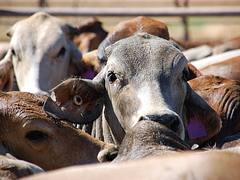 Brahmans Bos indicus Julia Creek 2009 Brahmans Bos indicus Julia Creek 2009