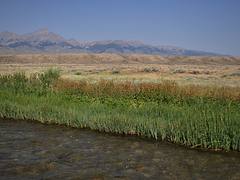 Birch Creek