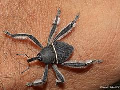 Spider-Weevil (Arachnobas spec.) from W-Papua
