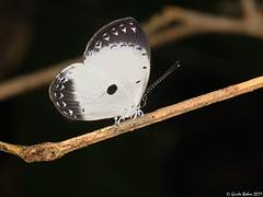 Pied Blue butterfly from W-Papua