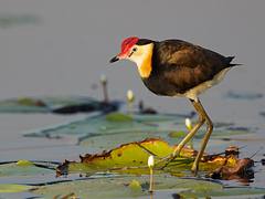 Irediparra gallinacea / Comb-crested Jacana