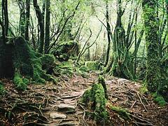 屋久島 (Yakushima) 08