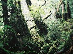 屋久島 (Yakushima) 04
