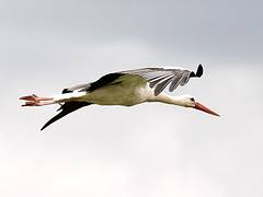 Stork in air