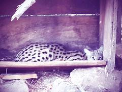 The Serval Cat