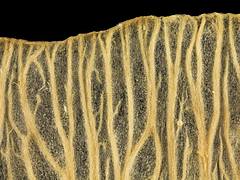 silver maple, samara wing, prince georges county, md_2014-05-21-17.40.36 ZS PMax