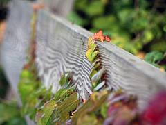 Creeping Tendrils
