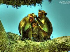 Family Family