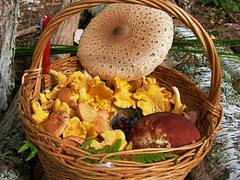 Forest gifts