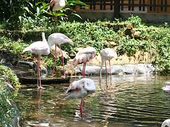 Langkawi
