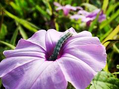 canker-worm