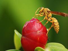 Avispa, Wasp.