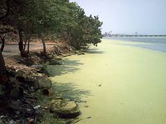 Algae bloom in Lake Maracaibo, Venezuela