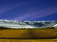 Viñedos de Mendoza