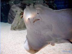 Manta