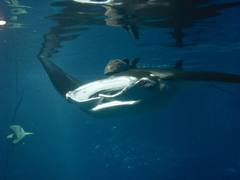 Manta ray