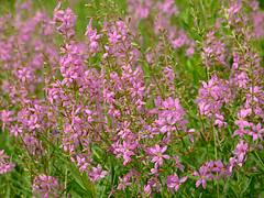 Mauve flowers Mauve flowers