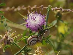 Snails in Azerbaijan