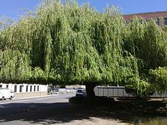 coiffed willow tree