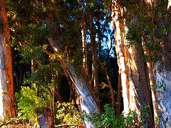 Paper Bark Trees at Kalae by Rose Braverman Molokai