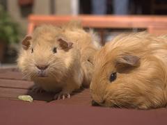 Guinea Pigs