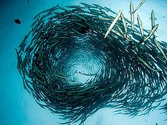 Barracuda Tornado
