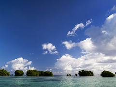 Mangrove (guadeloupe)
