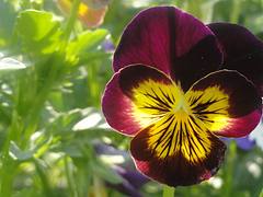 Flowers and Colours