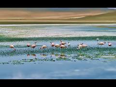 Flamencos en el Altiplano Andino (Bolivia) Flamencos en el Altiplano Andino (Bolivia)