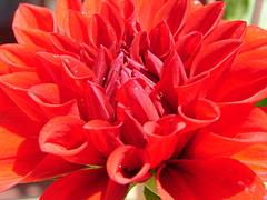 Dahlia on a fine morning Dahlia on a fine morning