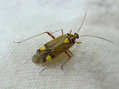 Fine Streaked Bugkin. Miris striatus. Miridae