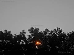 Sunrise through the Trees