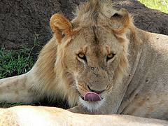 Licking my lips !
