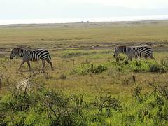 Kenya (Nakuru National Park) Time for going to the water hole