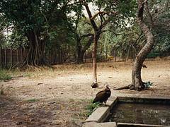 Vultures at Abuko