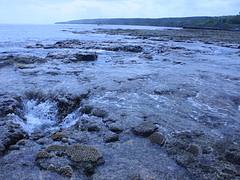 Coral at Niue