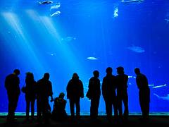 Monterey Bay Aquarium