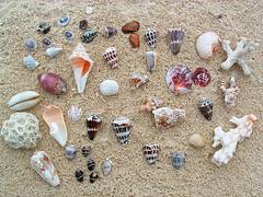 Little pieces of Fiji