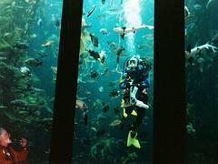 The Monterey Bay Aquarium, California