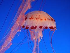 Jelly Fish