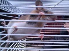 Mus silvestris Mus silvestris