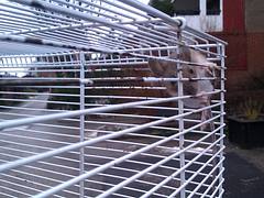 Mus silvestris Mus silvestris