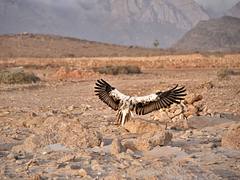 Happy Landing, Socotra Island